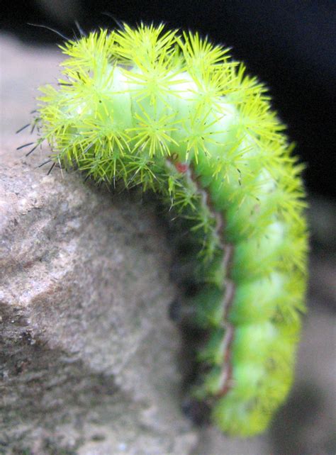 caterpillar green hairy|bright green fuzzy caterpillar.